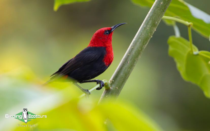 Fiji and Samoa birding report