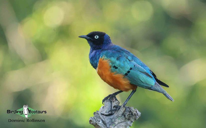 Kenya birding tours