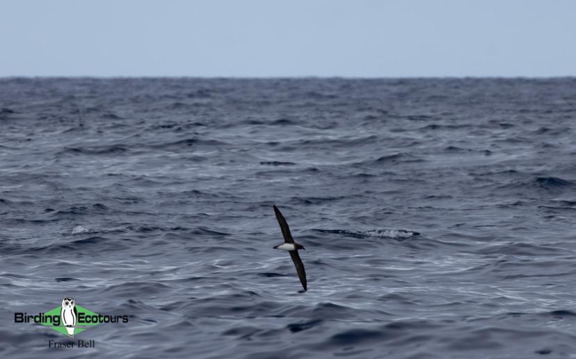 Fiji and Samoa birding report