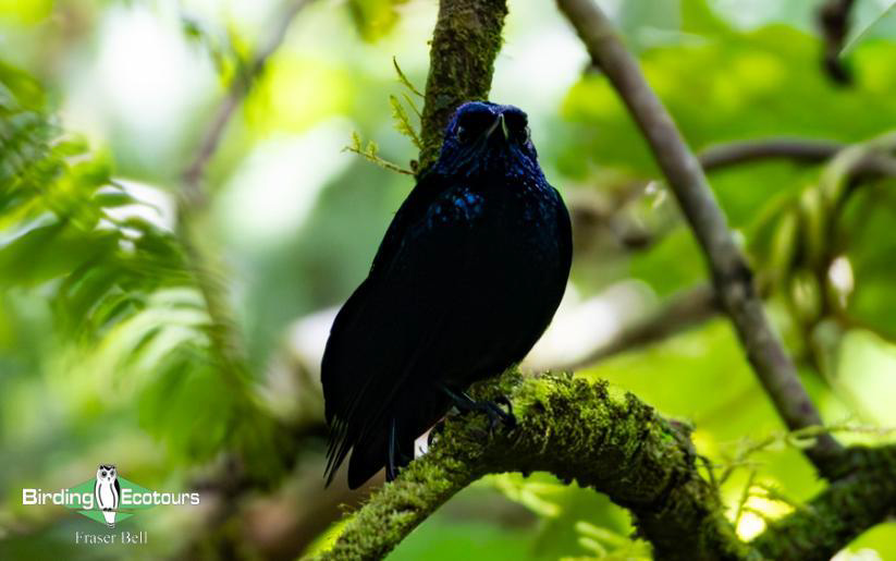 Fiji and Samoa birding report