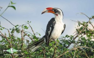 Kenya birding tours