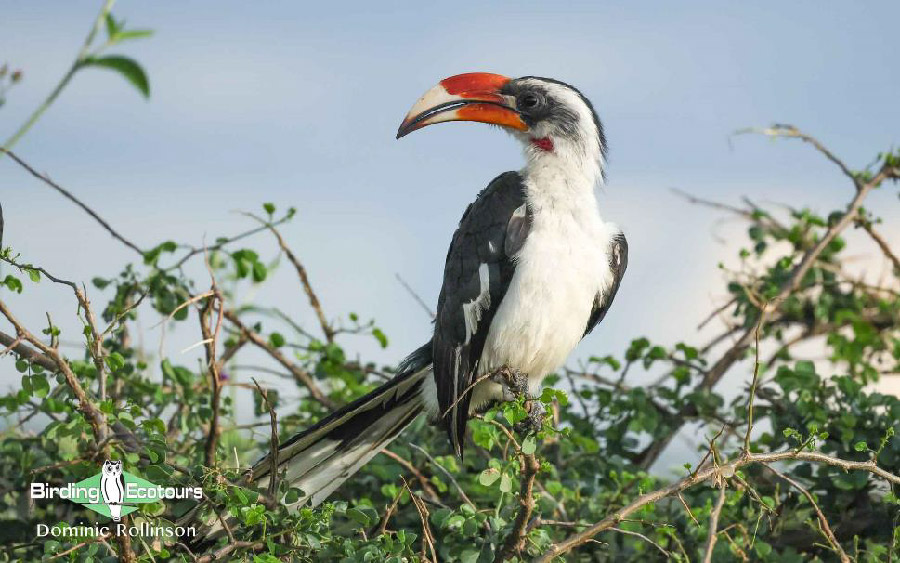 Kenya birding tours