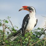 Kenya birding tours