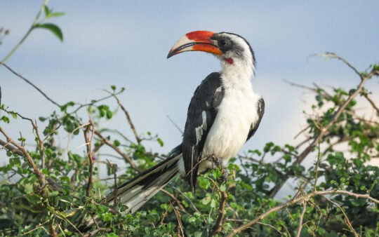 Kenya birding tours