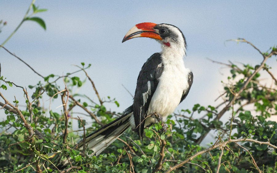 Kenya birding tours