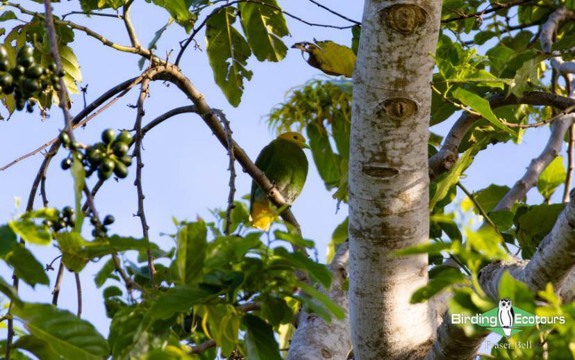 Fiji and Samoa birding report