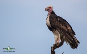 Kenya birding tours