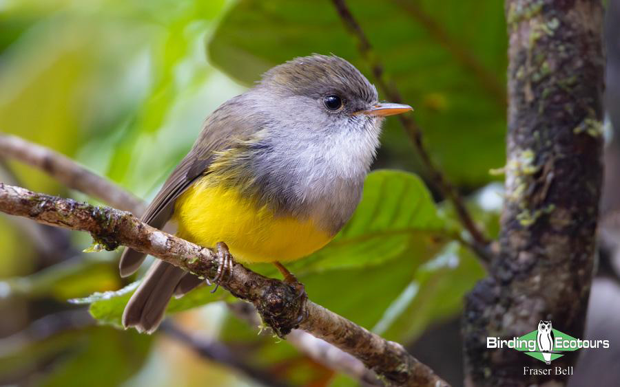 New Caledonia birding report