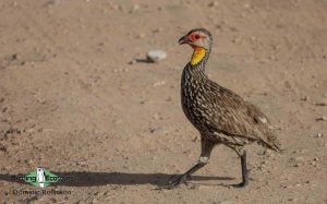 Kenya birding tours