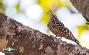 Angola birding tours