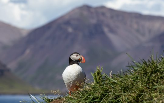 Top 10 birds to see in Iceland