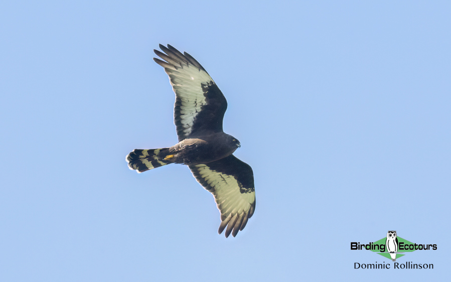 Southwestern Africa Endemics