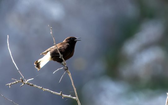 birding in Spain