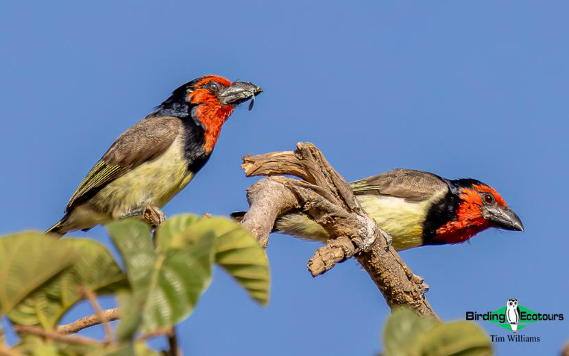 Zambia birding tour