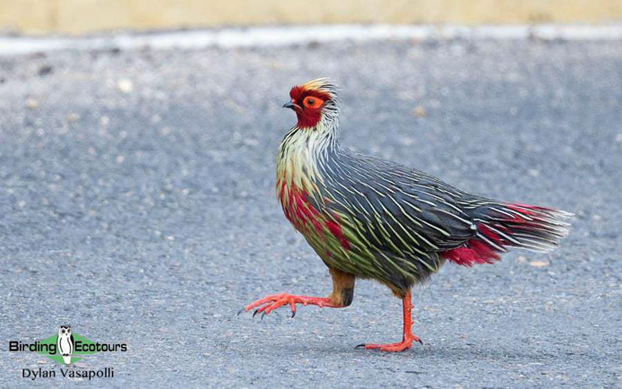 Chinese birding tours
