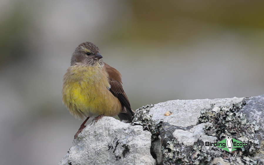 Southwestern Africa Endemics