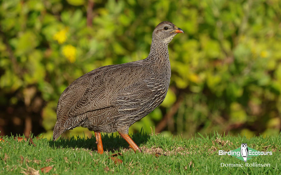Southwestern Africa Endemics