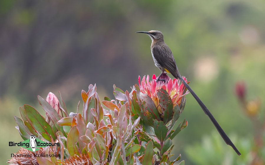 Southwestern Africa Endemics