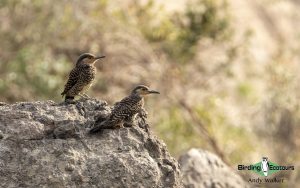 Chile birding tours
