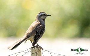 Chile birding tours
