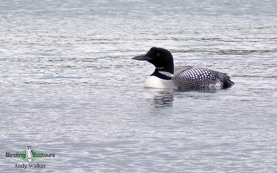 Top 10 birds to see in Iceland