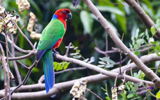 Fiji and Samoa birding report