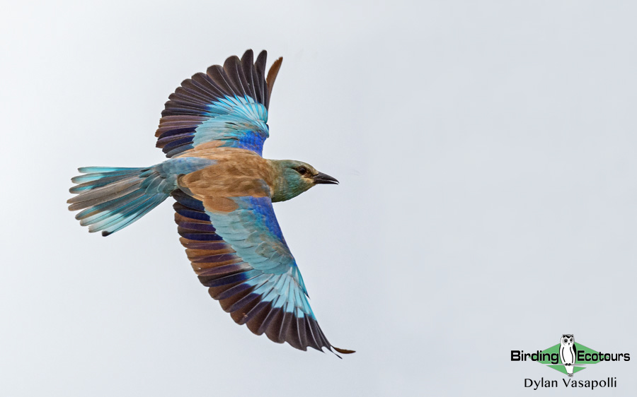 birding in Spain