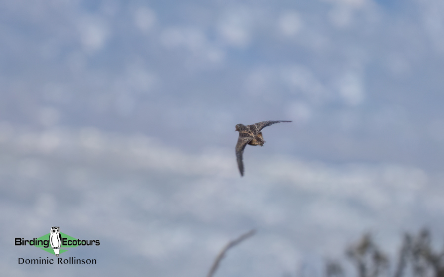 Southwestern Africa Endemics