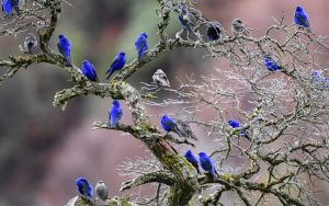 Chinese birding tours