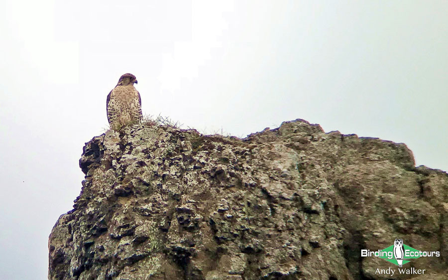 Top 10 birds to see in Iceland