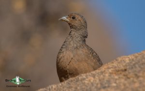 Angola birding tours