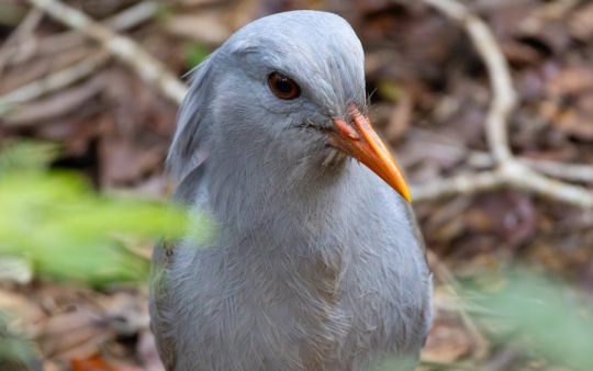 New Caledonia birding report