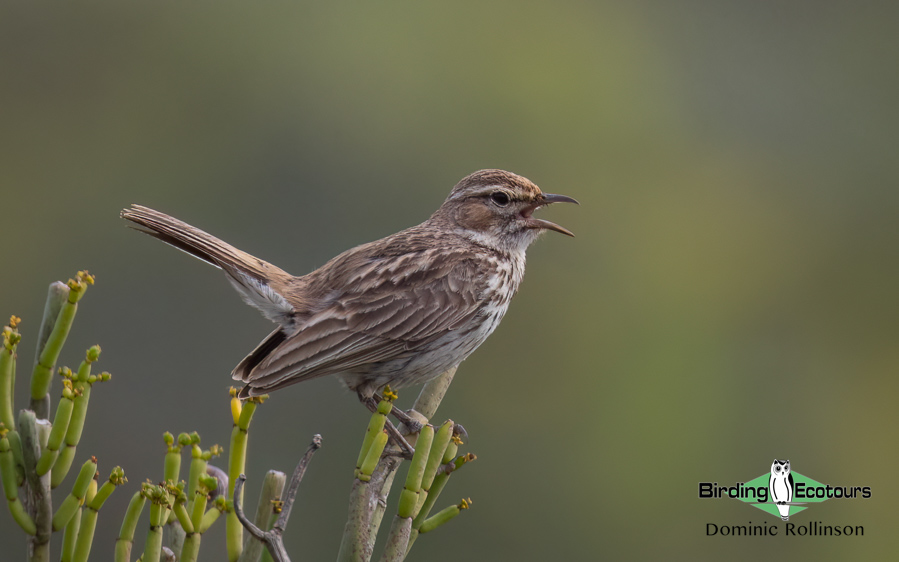 Southwestern Africa Endemics