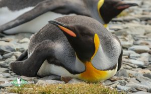 Chile birding tours