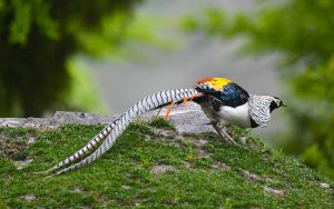 Chinese birding tours