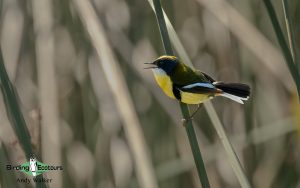 Chile birding tours