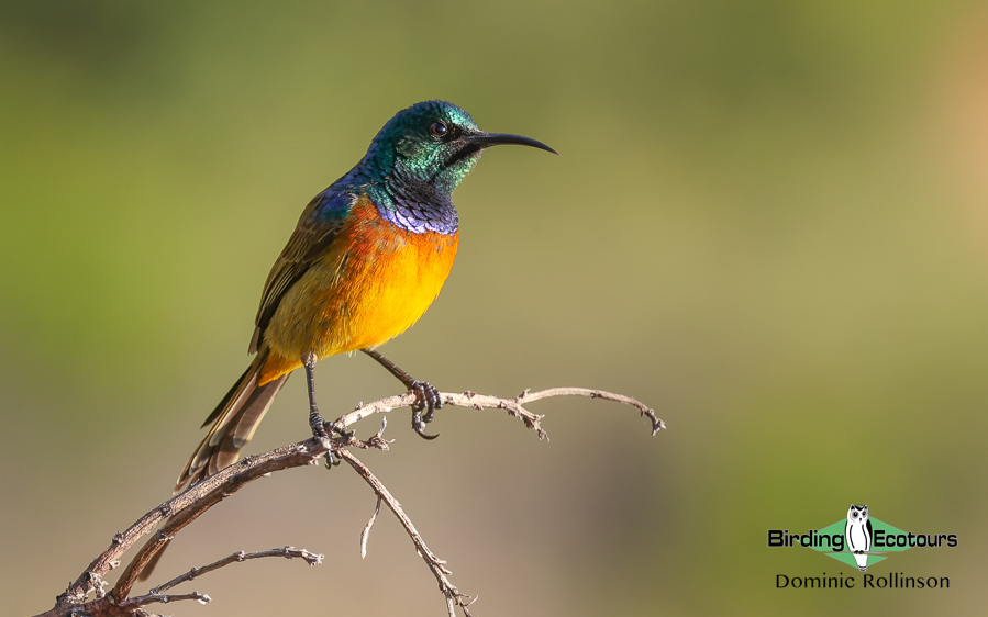 Southwestern Africa Endemics