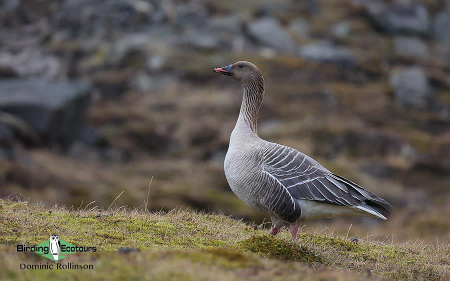 Top 10 birds to see in Iceland