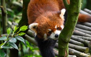 Chinese birding tours