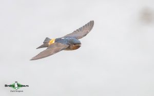 Angola birding tours