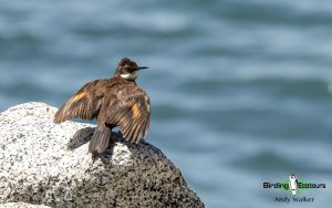Chile birding tours