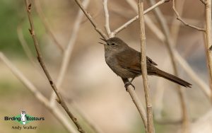 Chile birding tours
