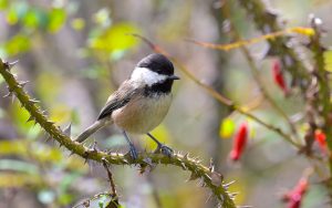 Chinese birding tours