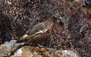 Chinese birding tours