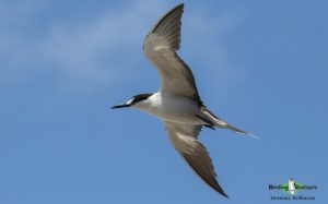 North American birding galleries