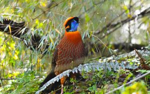 Chinese birding tours