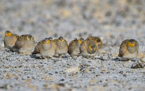 Chinese birding tours