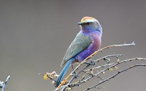 Chinese birding tours