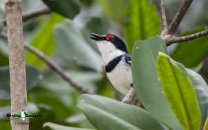 Angola birding tours