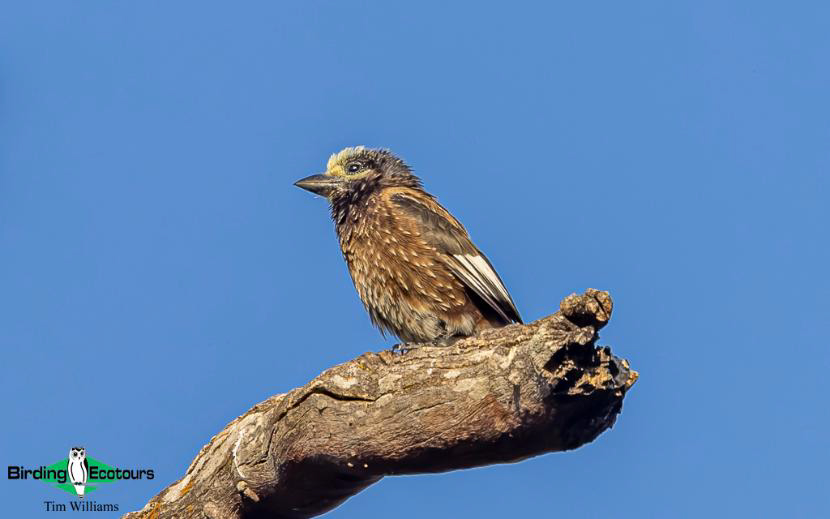 Zambia birding tour